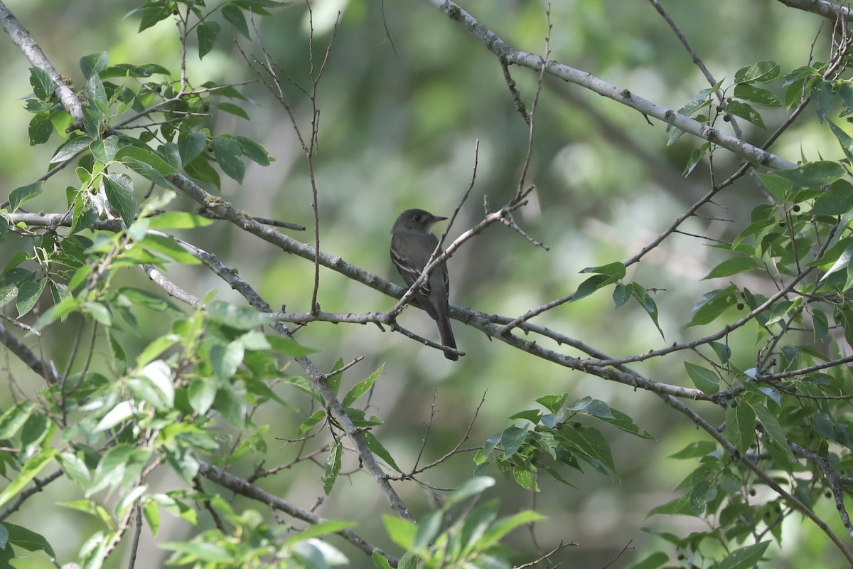 Eastern Wood-Pewee - ML636905525