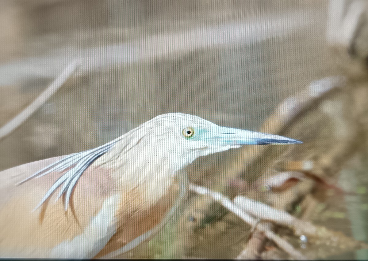 Squacco Heron - ML636905546