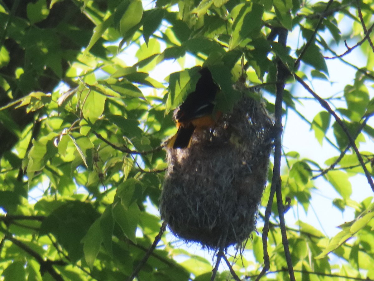 Baltimore Oriole - ML636905566