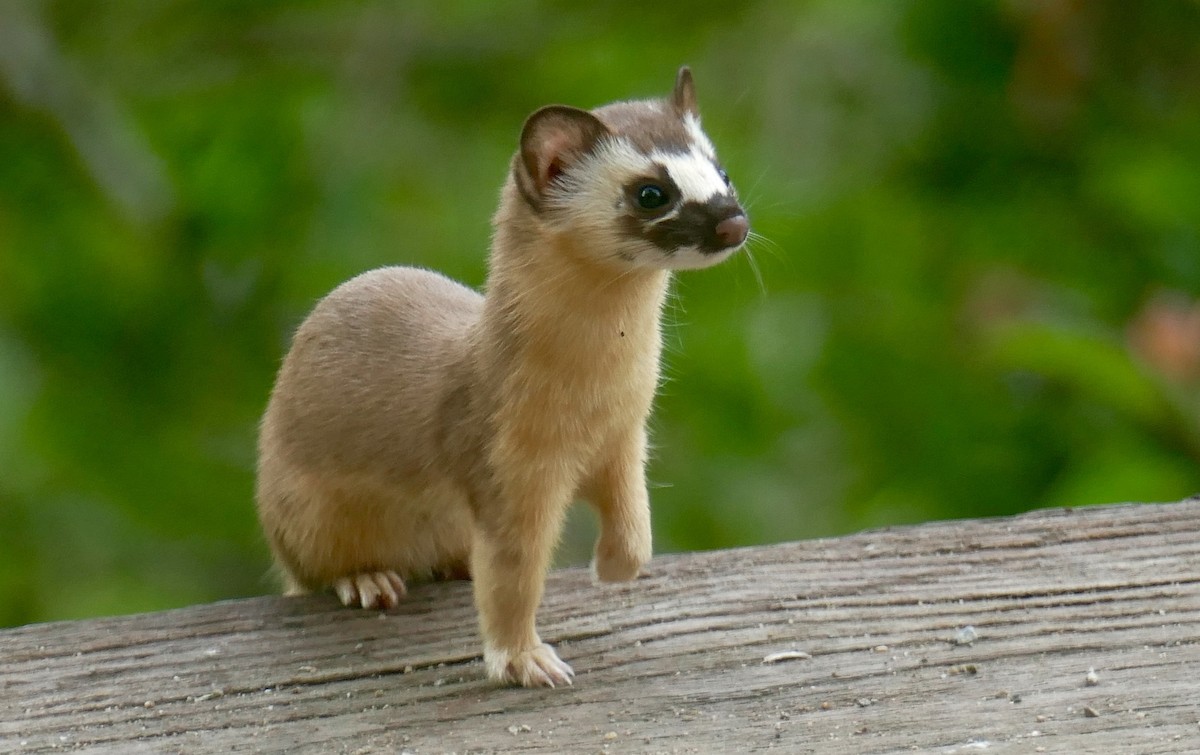 Long-tailed Weasel - ML636905570