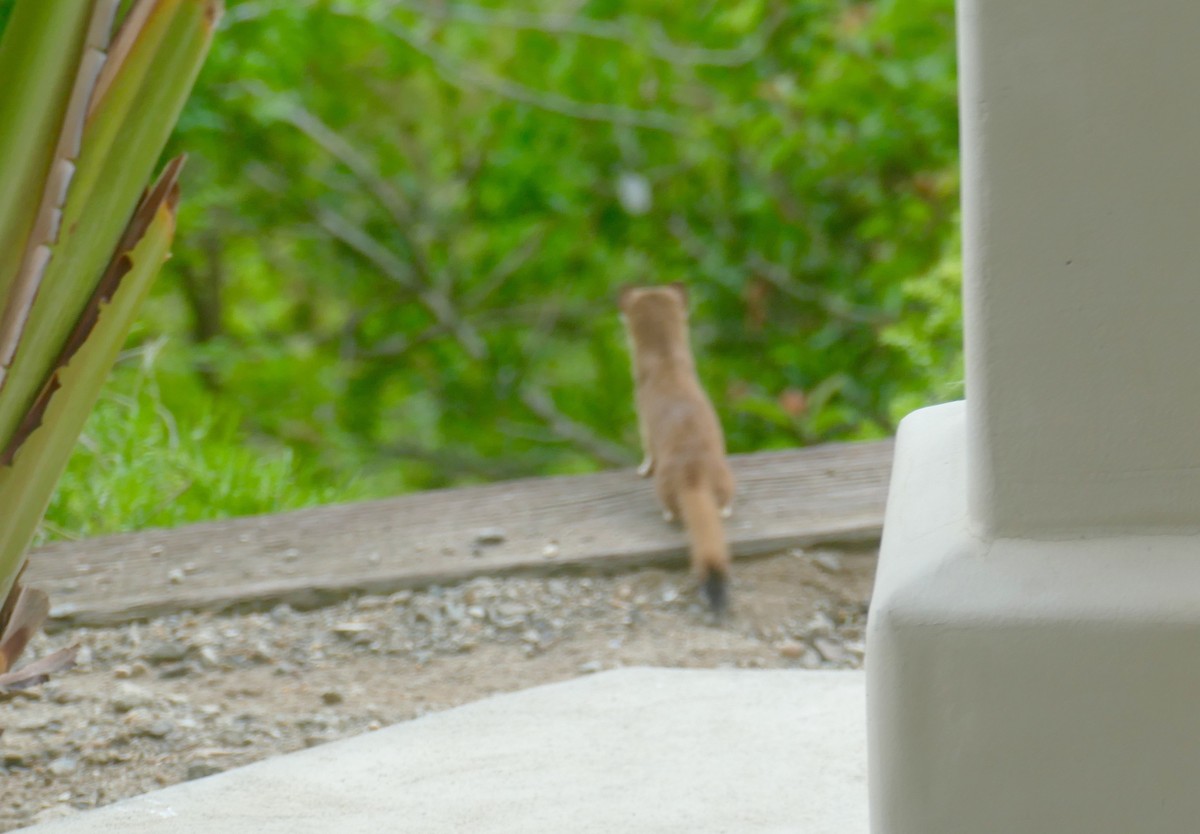 Long-tailed Weasel - ML636905581