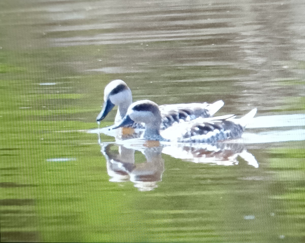 Marbled Duck - ML636905585