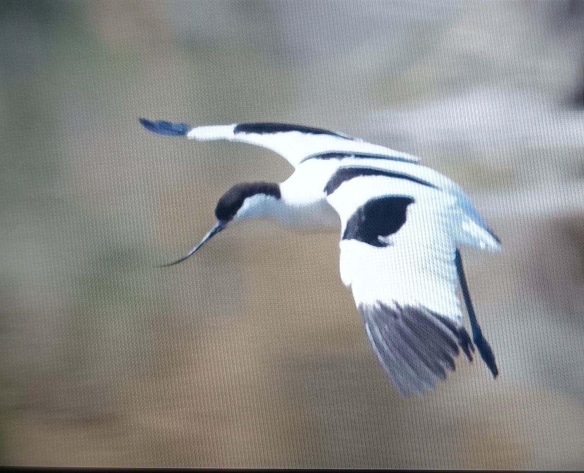 Pied Avocet - ML636905598