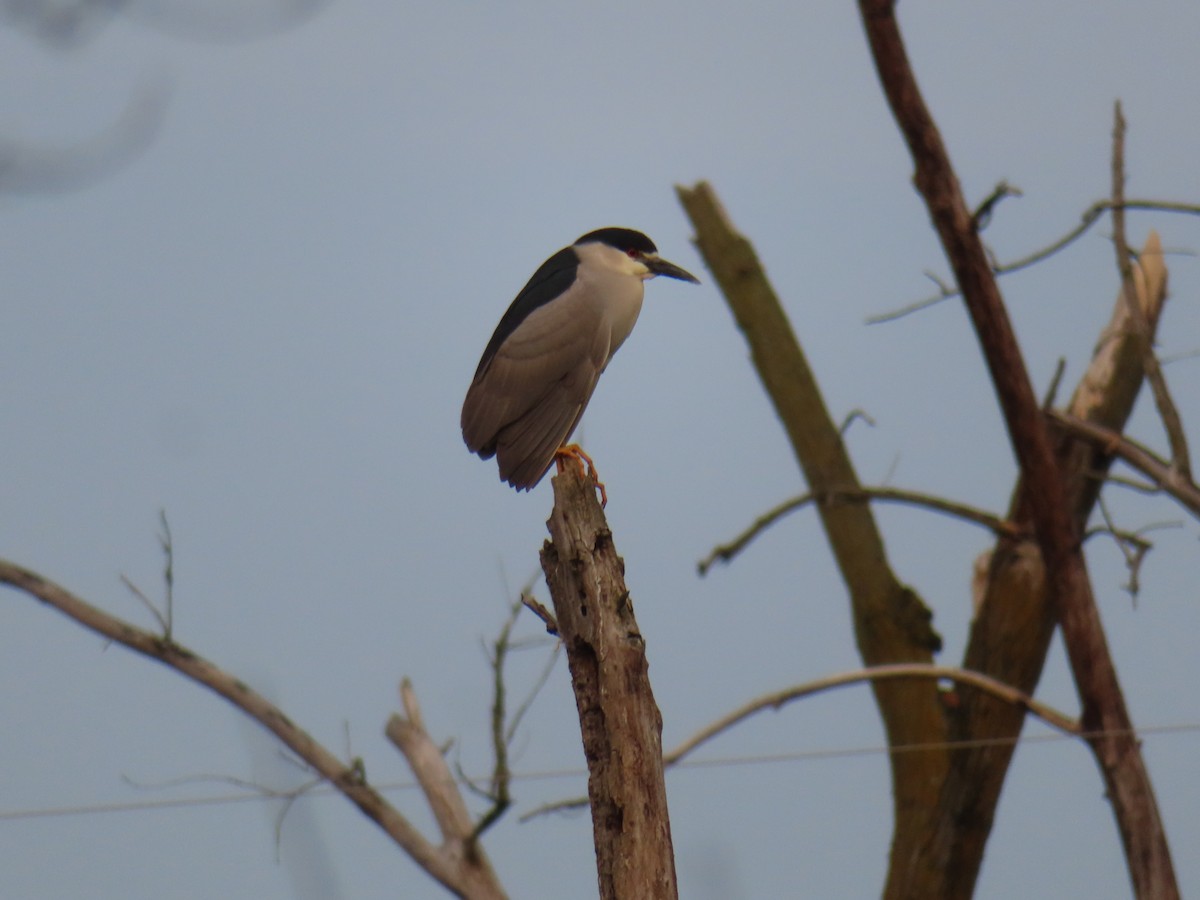 Black-crowned Night Heron - ML636905620