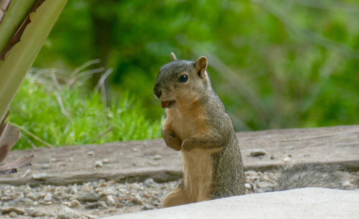 Eastern Fox Squirrel - ML636905656