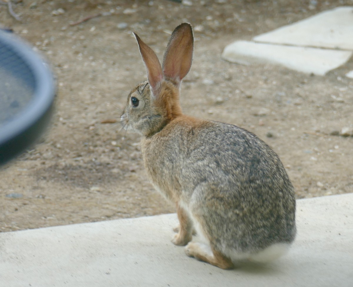 Desert Cottontail - ML636905676