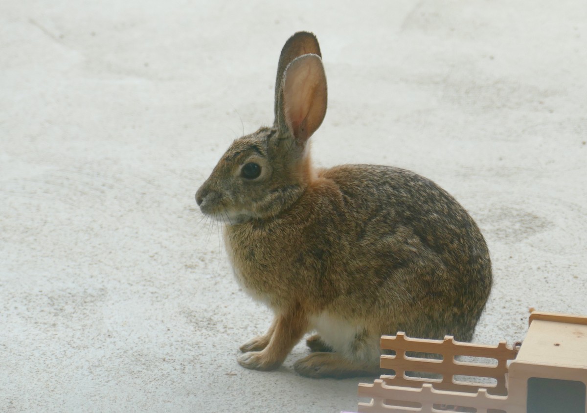 Desert Cottontail - ML636905687