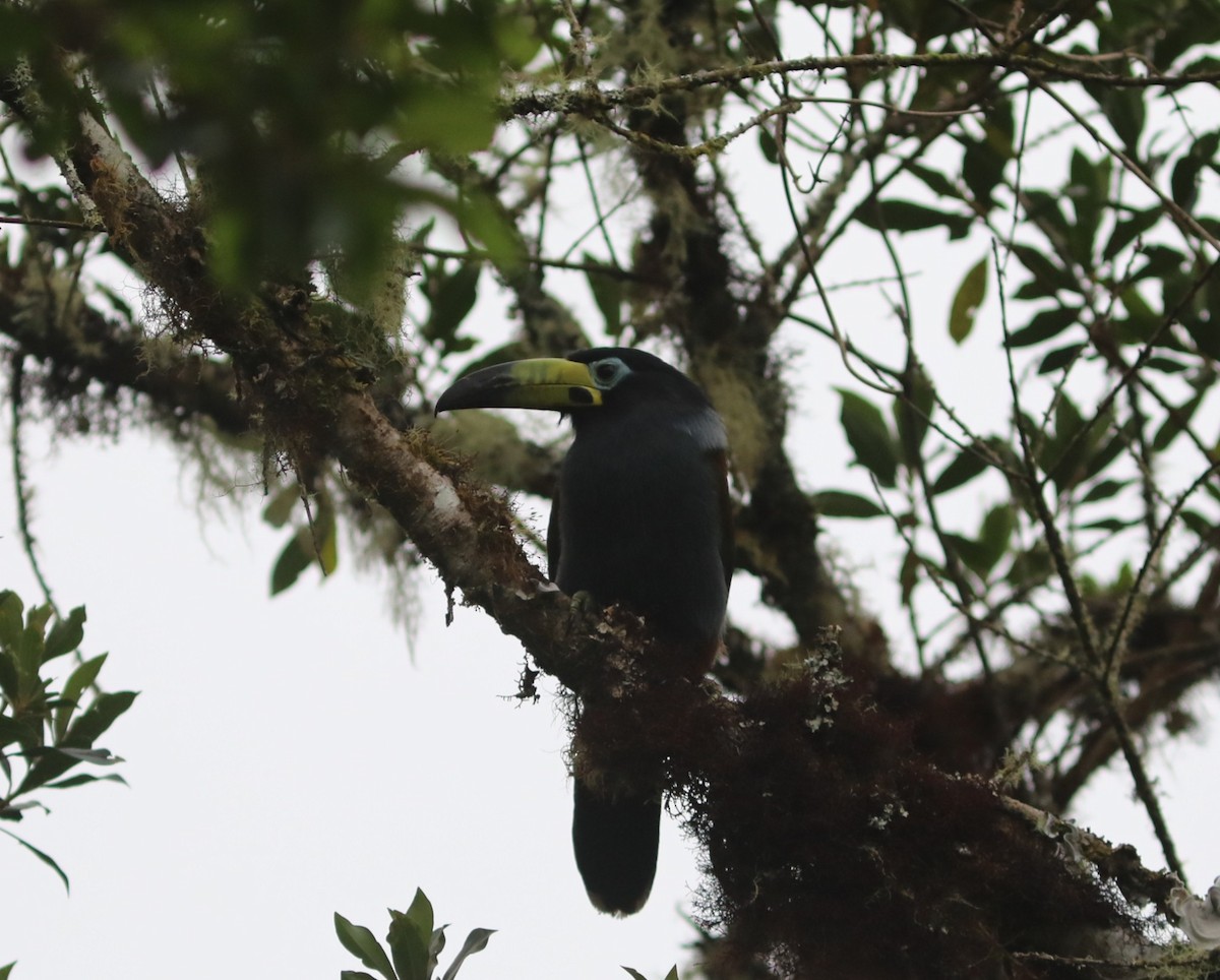 Hooded Mountain-Toucan - ML636905709