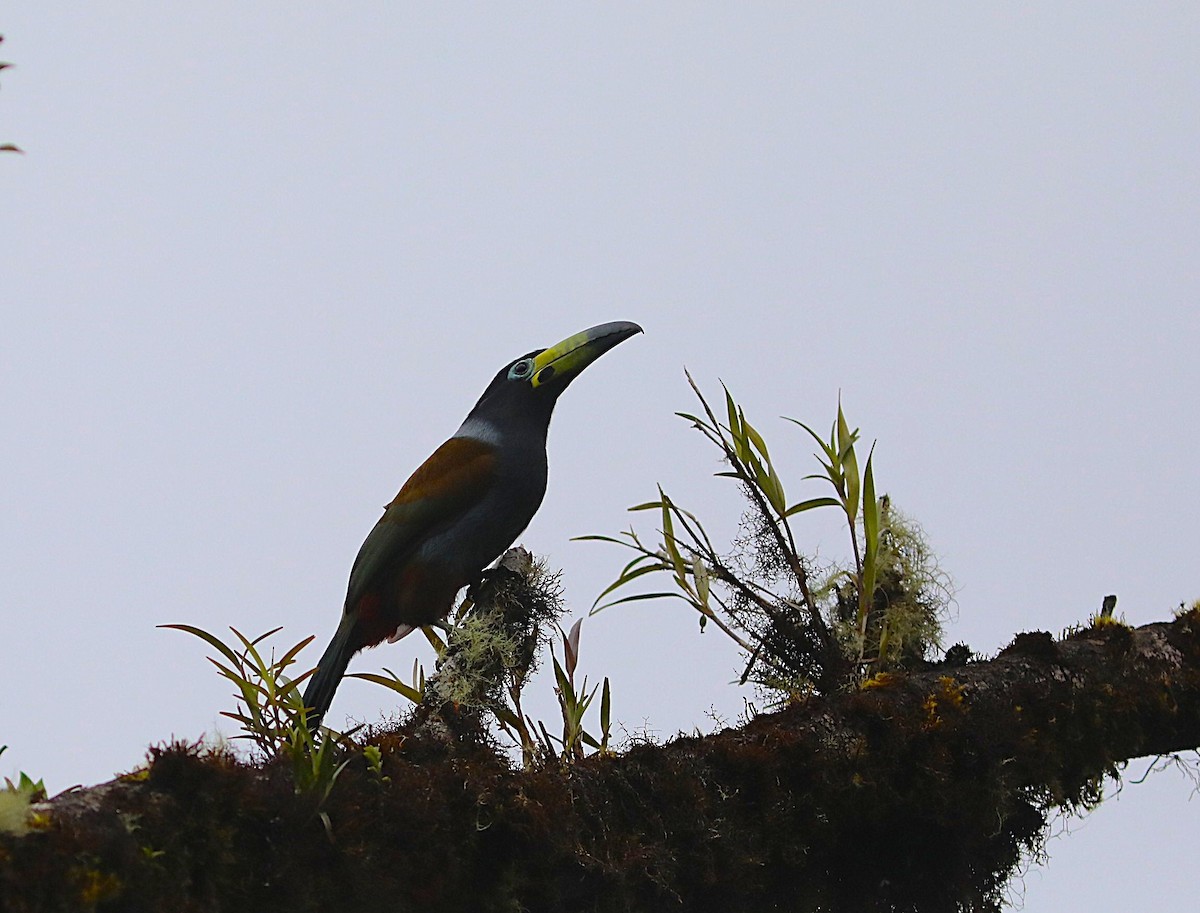 Hooded Mountain-Toucan - ML636905710