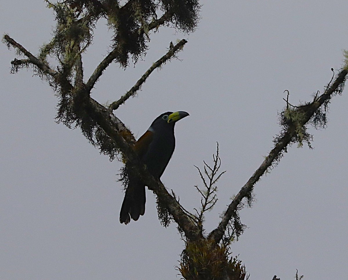 Hooded Mountain-Toucan - ML636905711