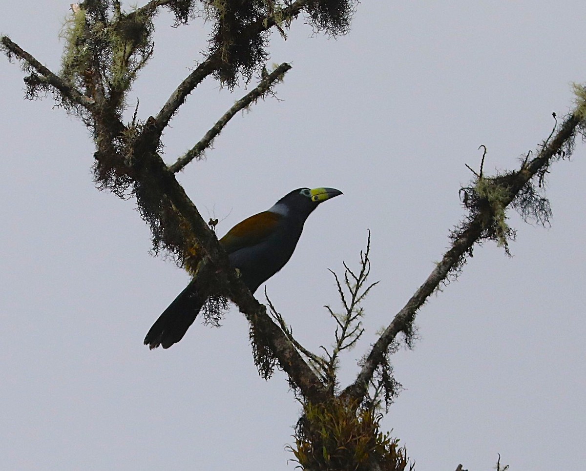 Hooded Mountain-Toucan - ML636905712