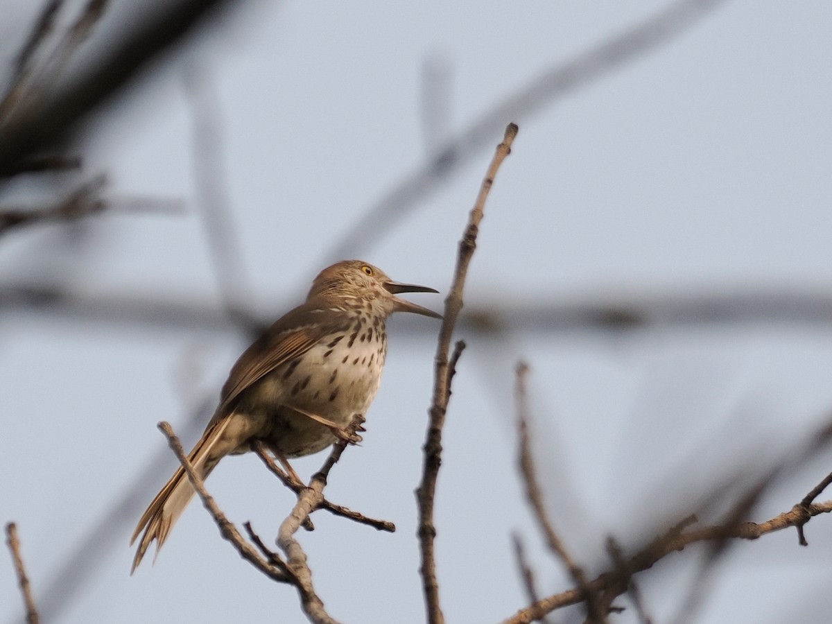 Brown Thrasher - ML636905806