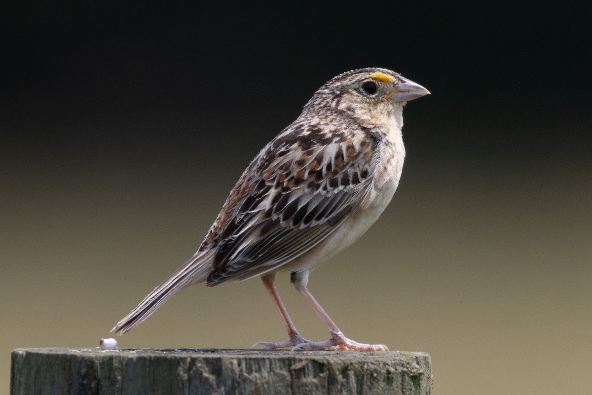 Grasshopper Sparrow - ML636905987