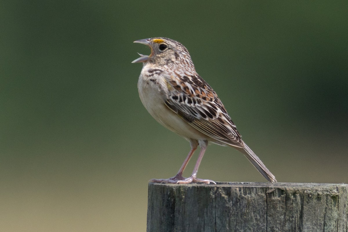 Grasshopper Sparrow - ML636905989