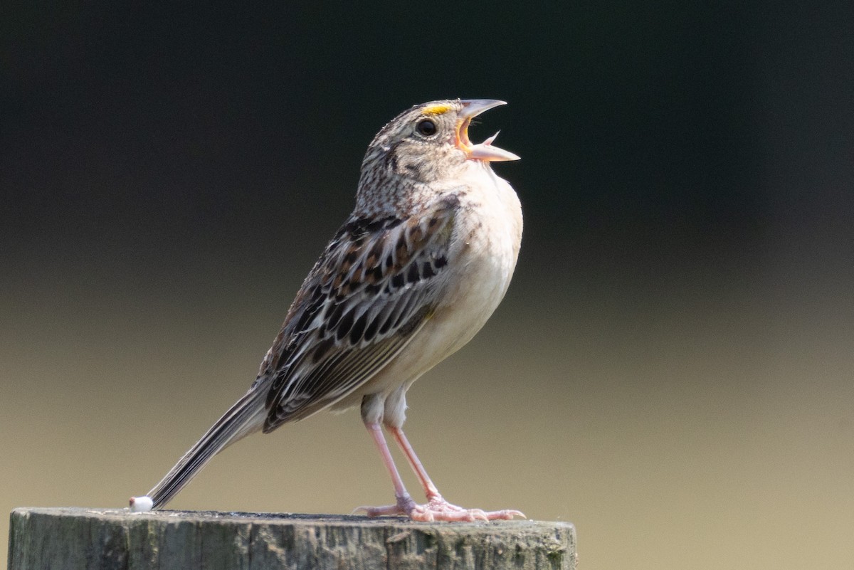 Grasshopper Sparrow - ML636905990