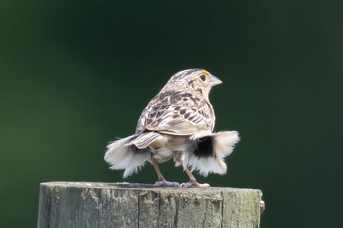 Grasshopper Sparrow - ML636906011