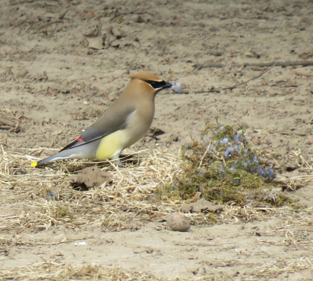 Cedar Waxwing - ML636906041