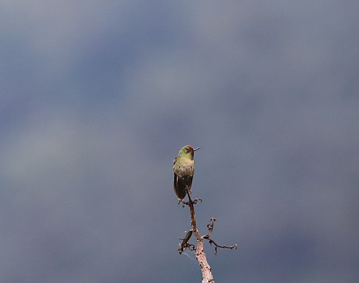 Rufous-capped Thornbill - ML636906083