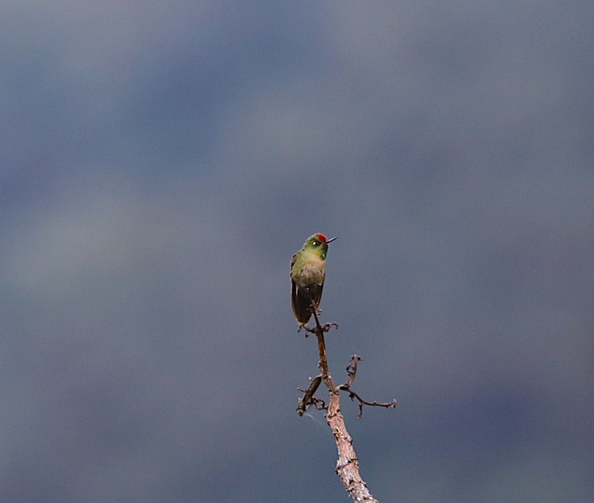 Rufous-capped Thornbill - ML636906084