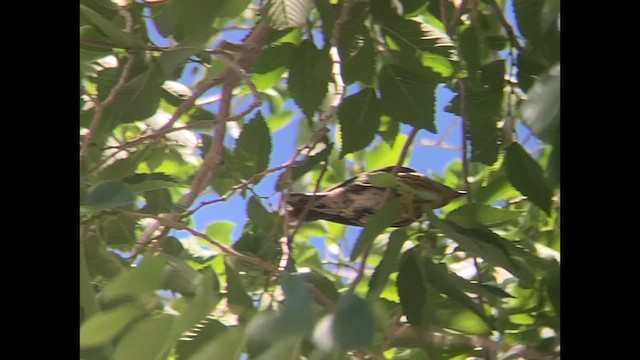 Cape May Warbler - ML636906115