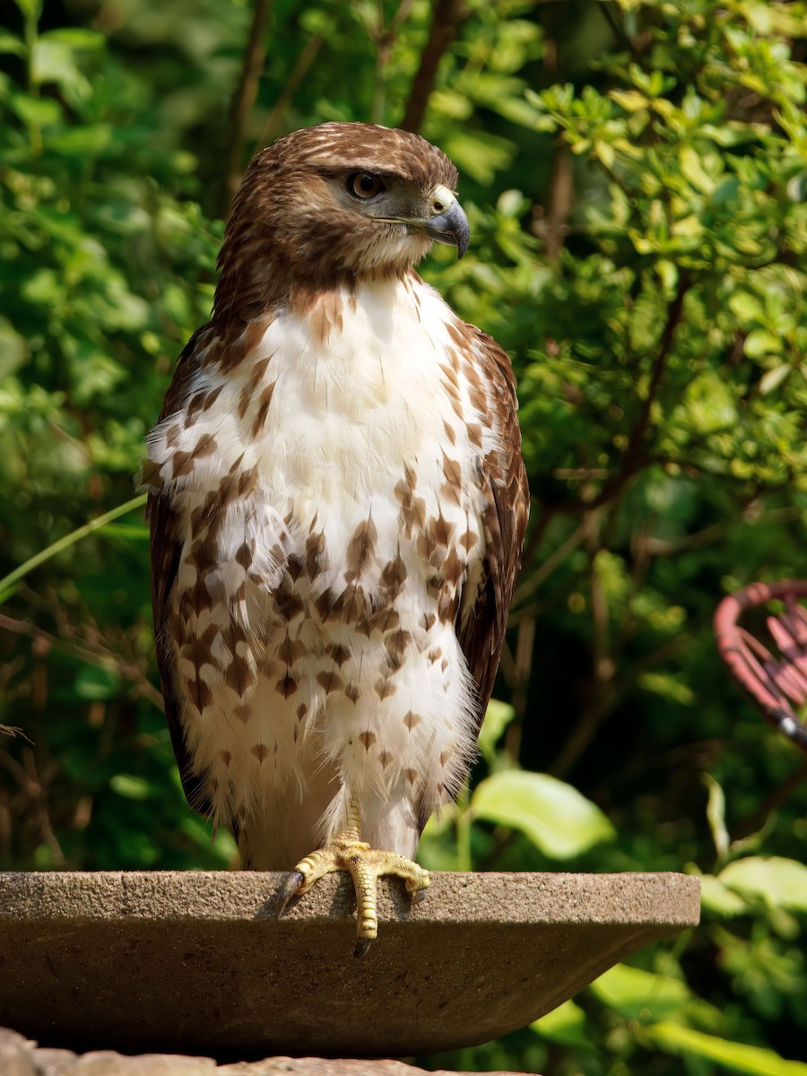 Red-tailed Hawk - ML636906175