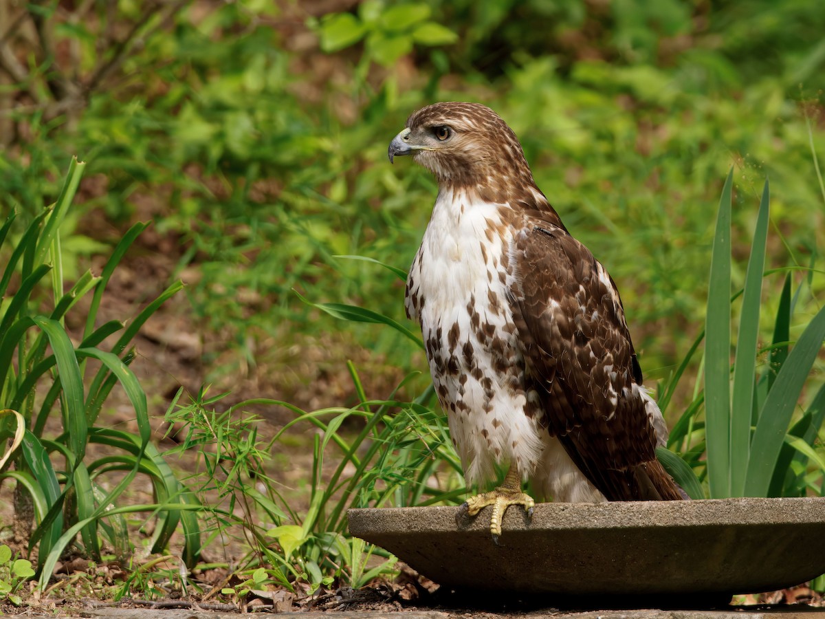 Red-tailed Hawk - ML636906176