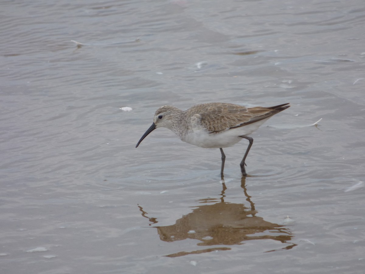 Curlew Sandpiper - Bill Crins