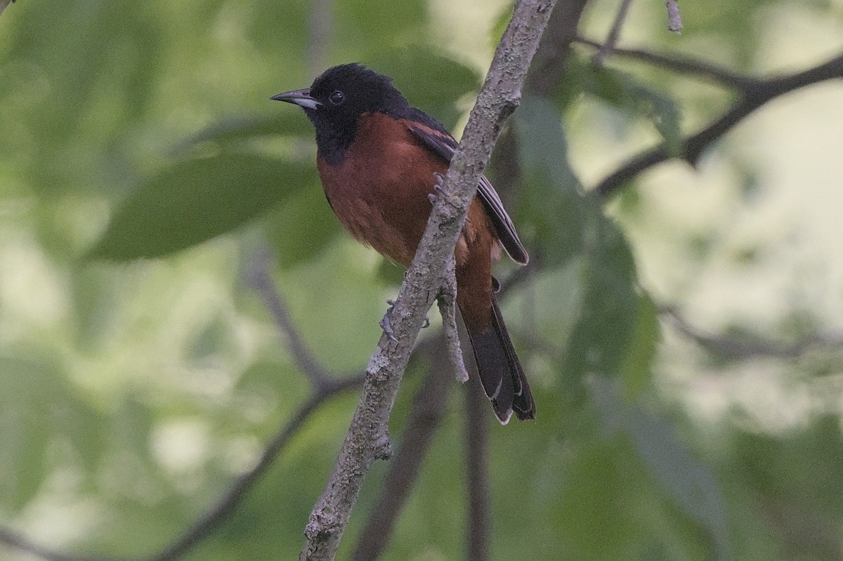 Orchard Oriole - ML636906233