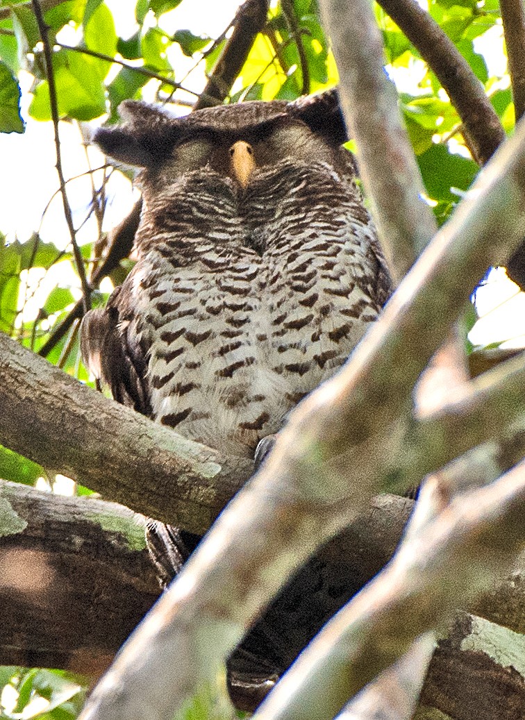 Spot-bellied Eagle-Owl - ML636906282