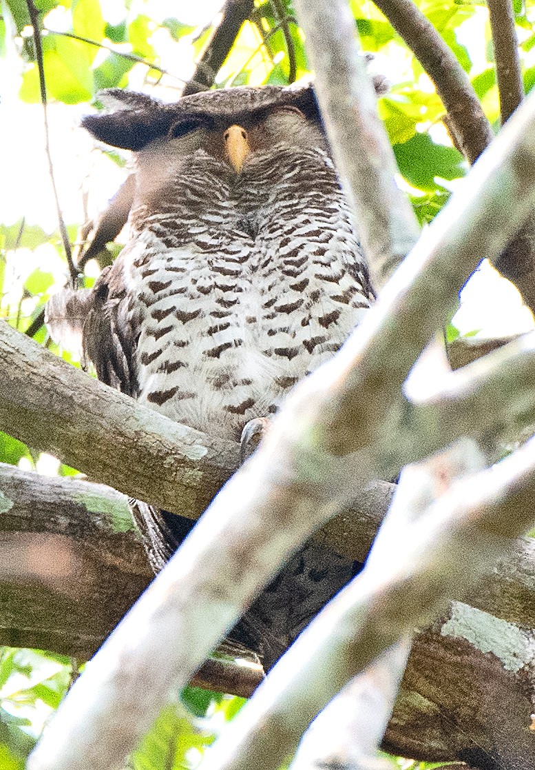 Spot-bellied Eagle-Owl - ML636906283