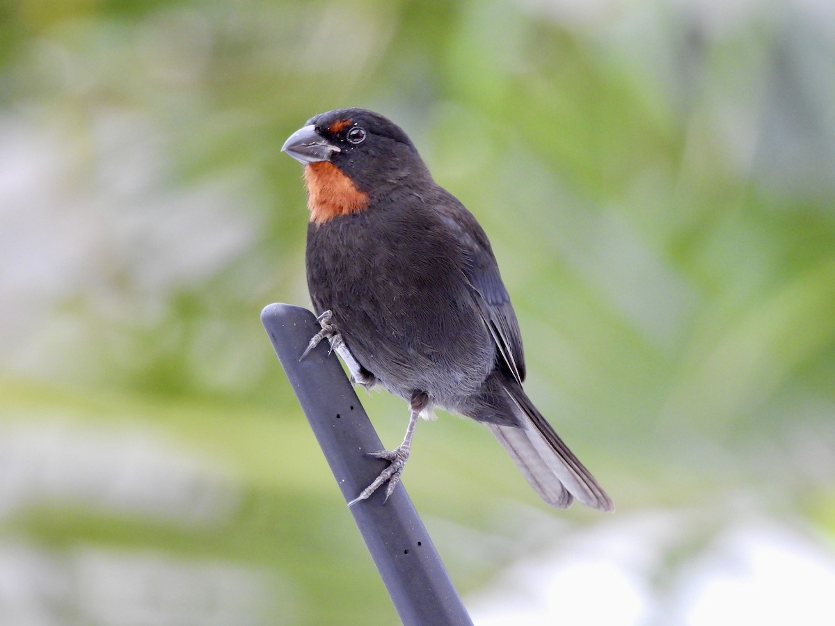 Lesser Antillean Bullfinch - ML636906289
