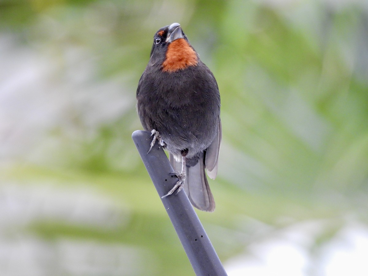 Lesser Antillean Bullfinch - ML636906290
