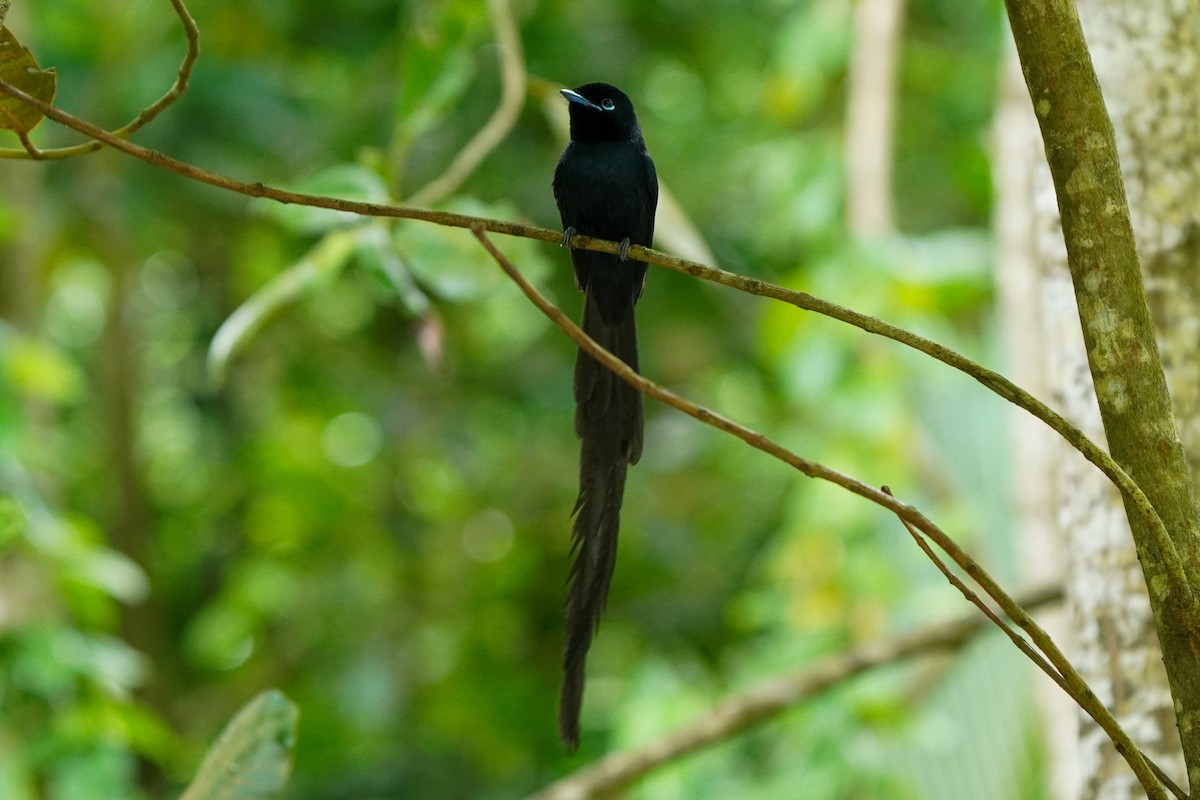 Seychelles Paradise-Flycatcher - ML636906436