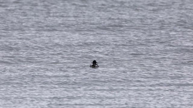 siland - ML636906584