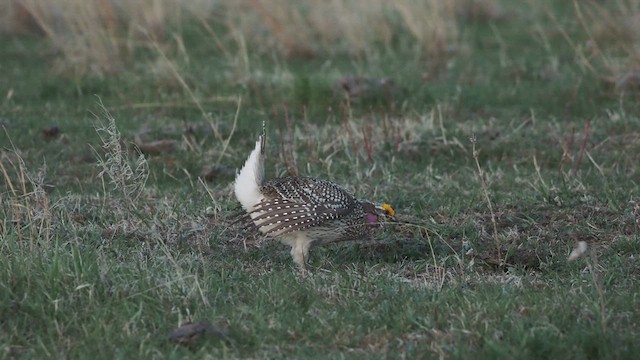 Sharp-tailed Grouse - ML636906604