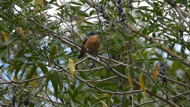 Rostbauch-Hakenschnabel - ML636906703