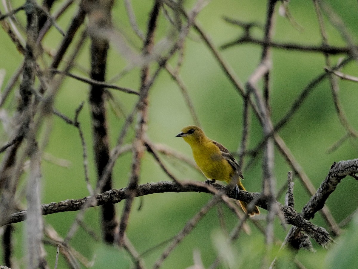 Orchard Oriole - ML636906794