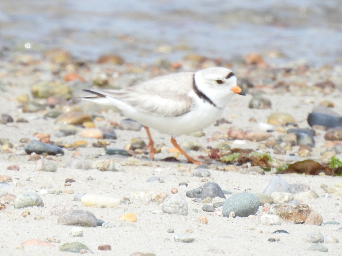 Piping Plover - ML636906854
