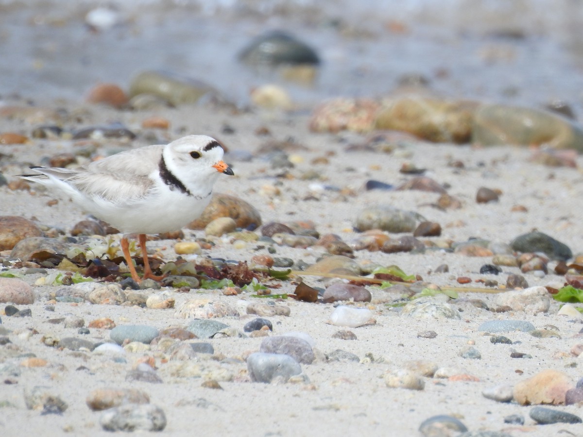 Piping Plover - ML636906855