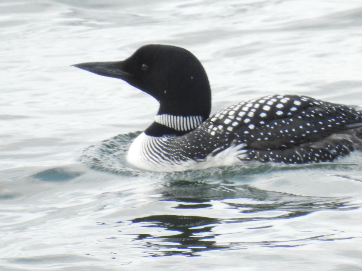 Common Loon - ML636906903