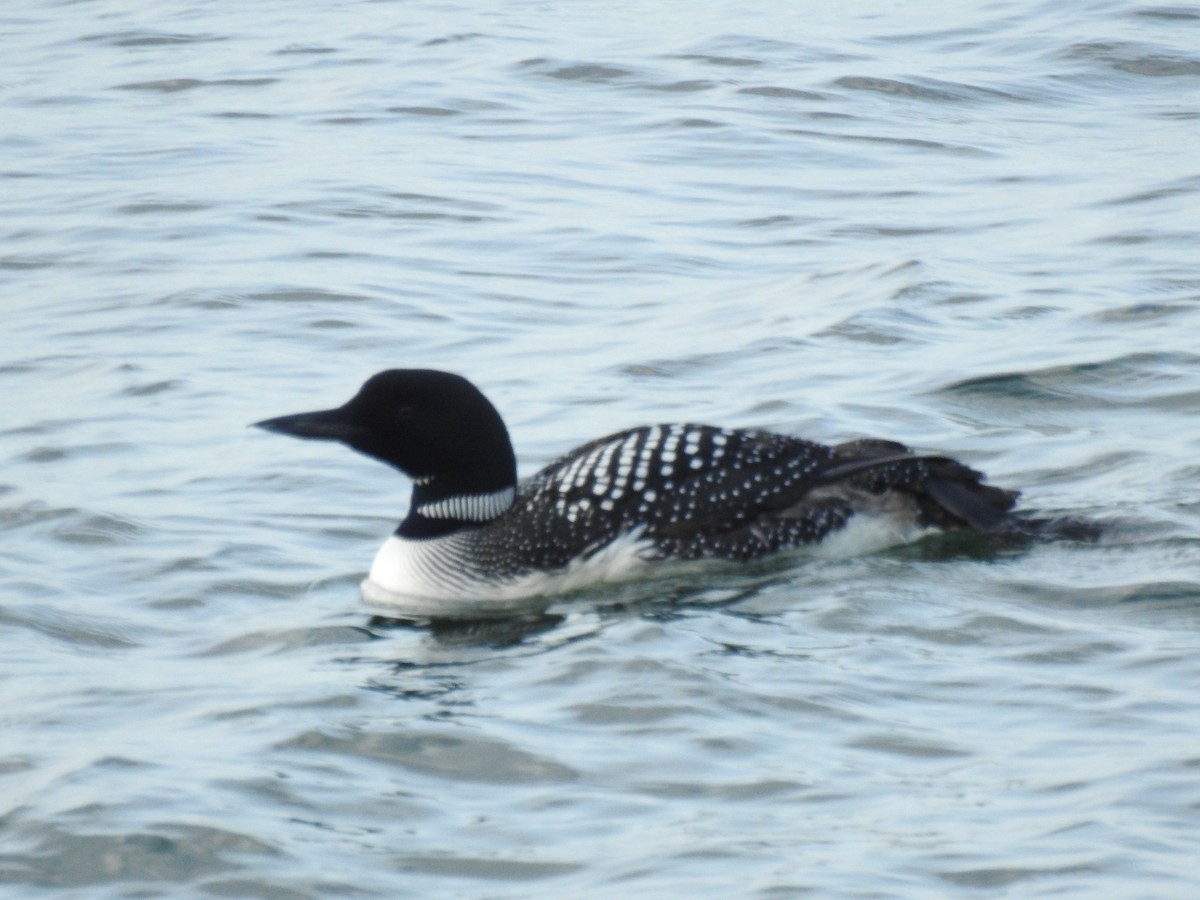 Common Loon - ML636906904