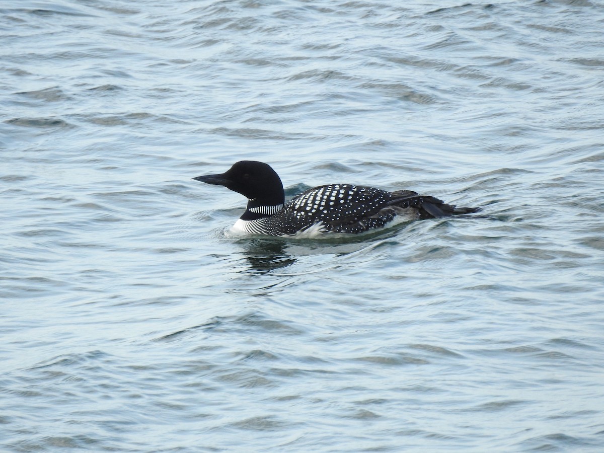 Common Loon - ML636906905