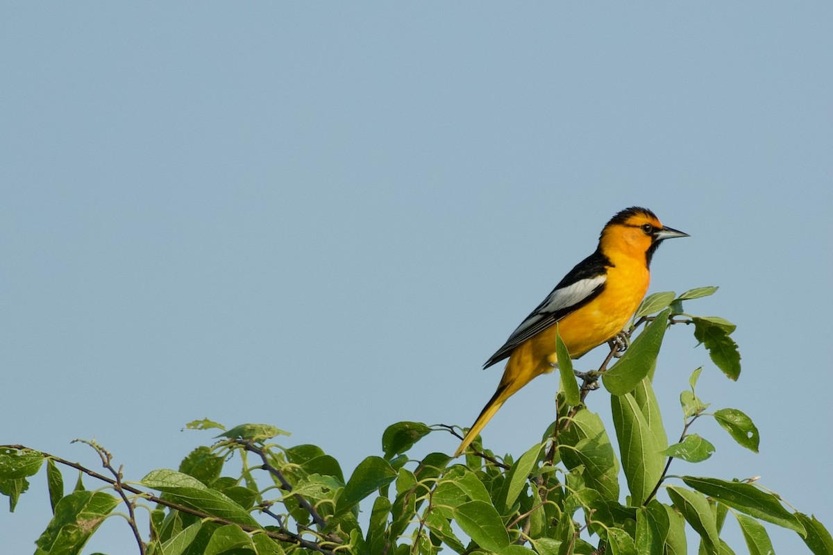 Bullock's Oriole - ML636906915