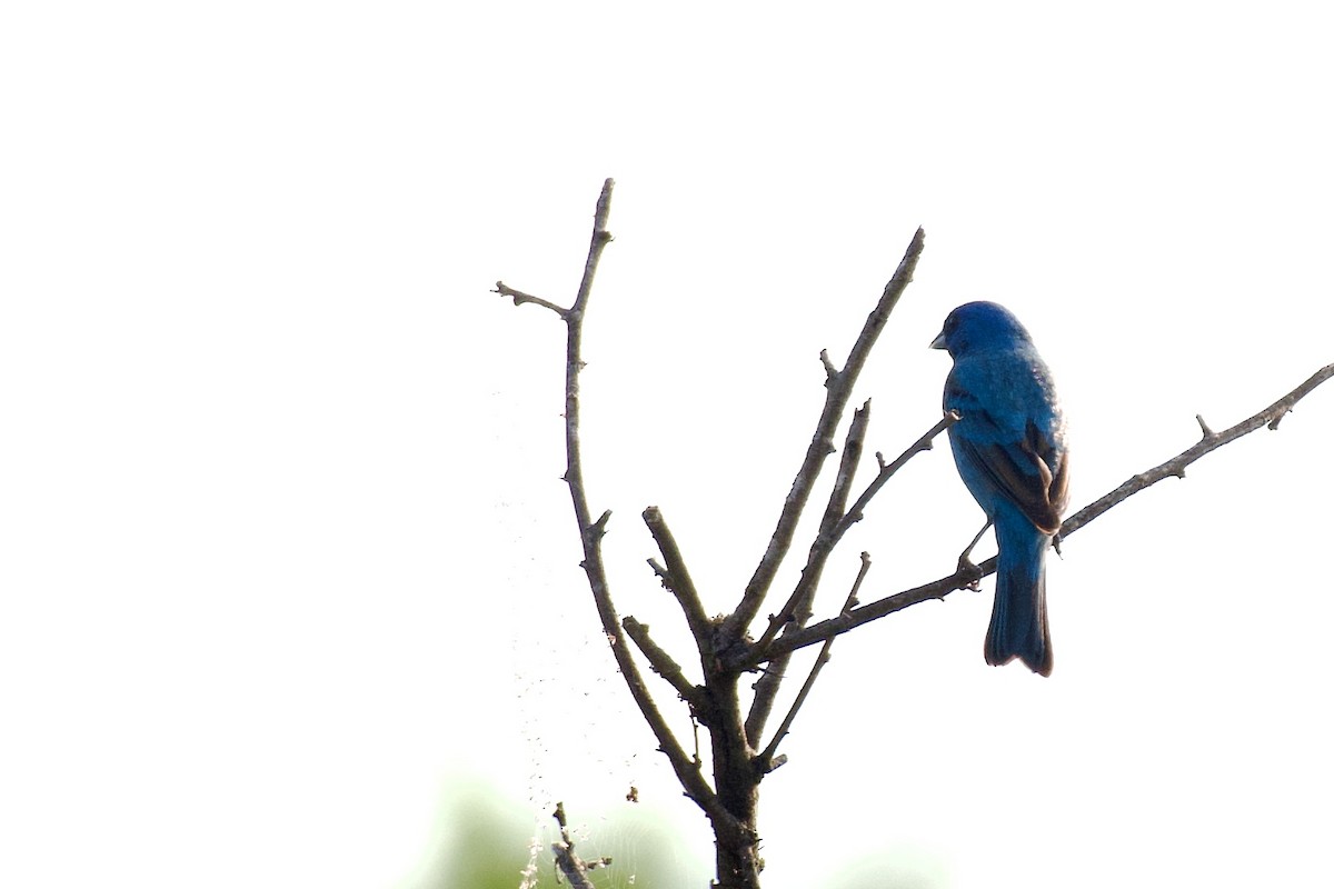 Indigo Bunting - ML636906947
