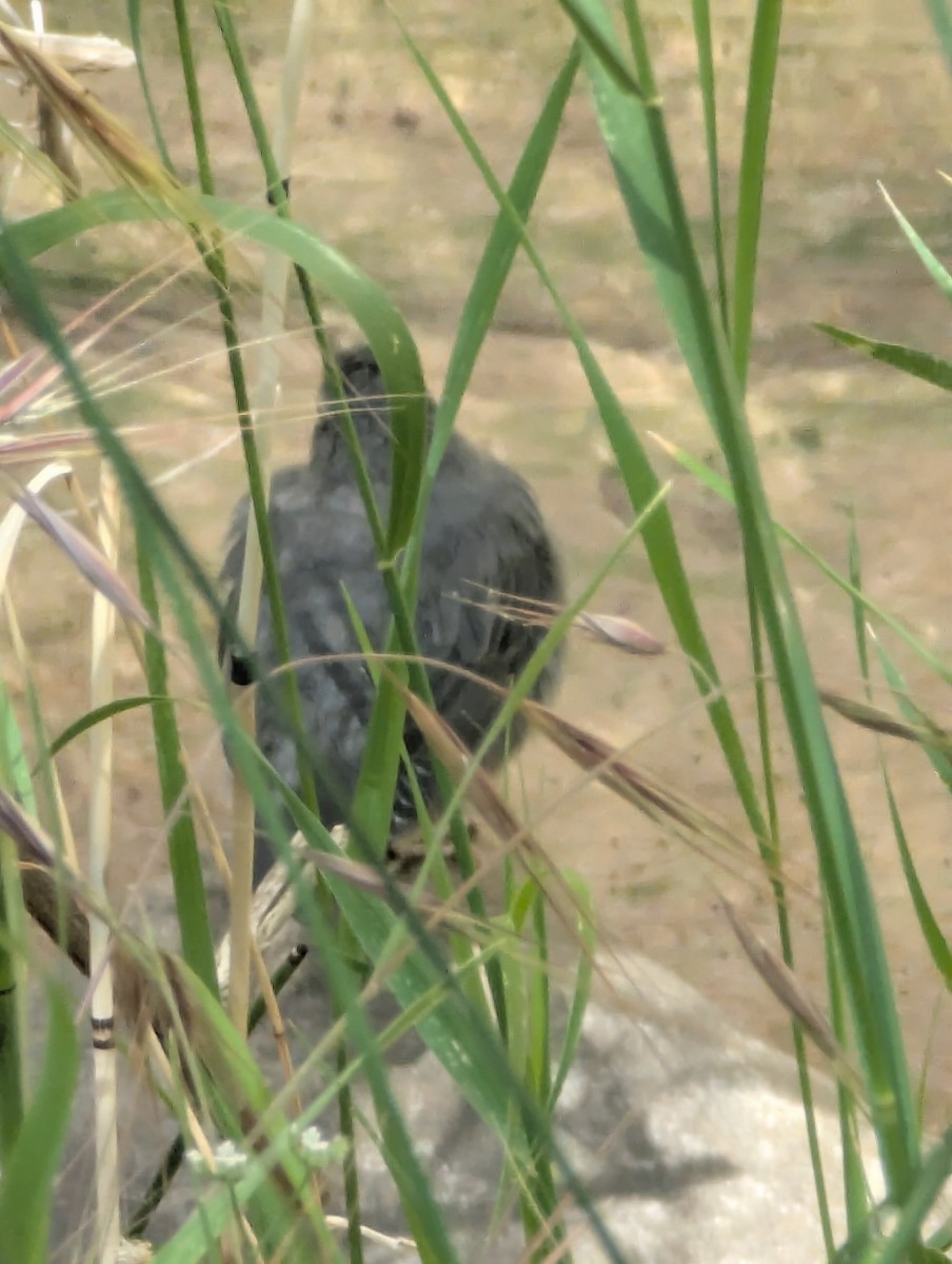 American Dipper - ML636907260