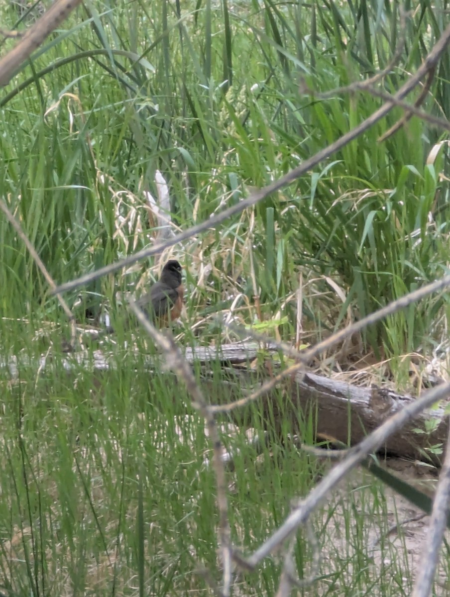 American Robin - ML636907261