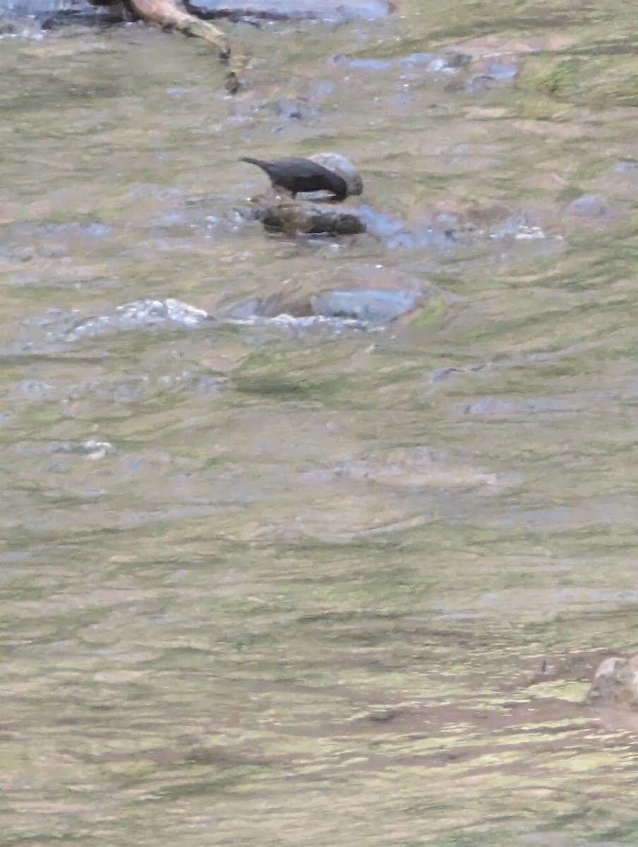 American Dipper - ML636907265