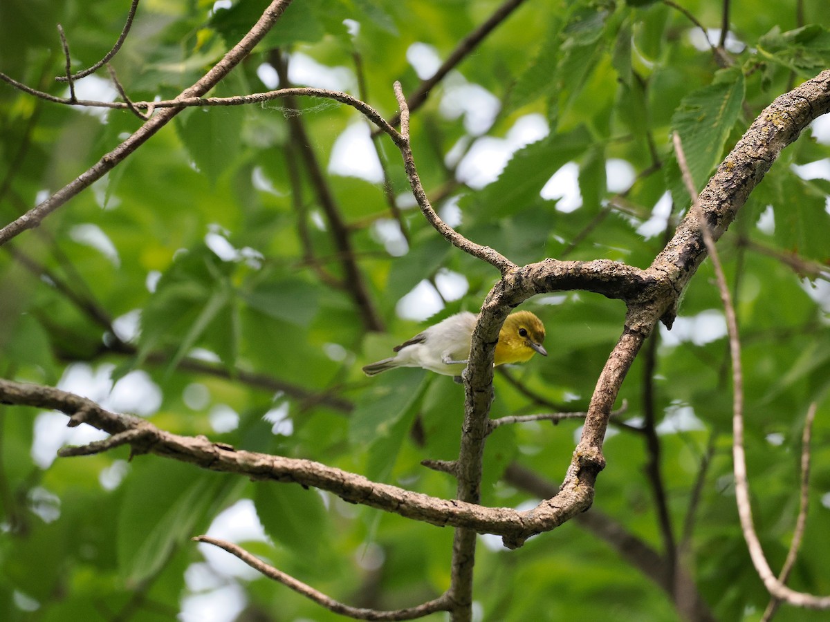Yellow-throated Vireo - ML636907404