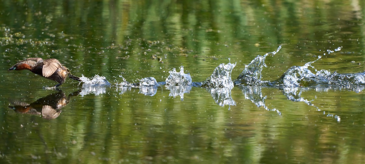 Little Grebe - ML636907422