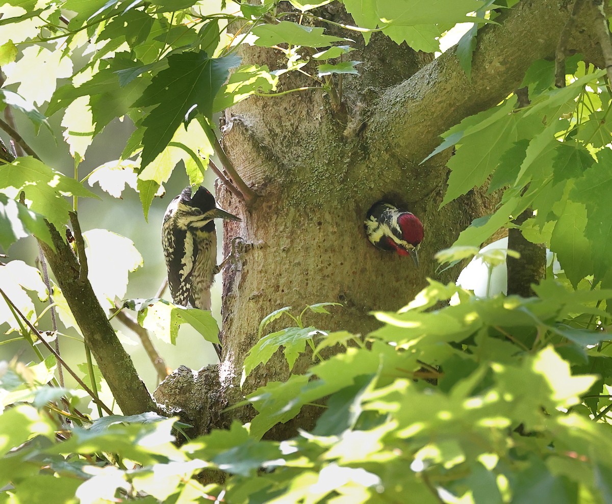 Yellow-bellied Sapsucker - ML636907472